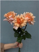 Французские персиковые розы 3 шт.